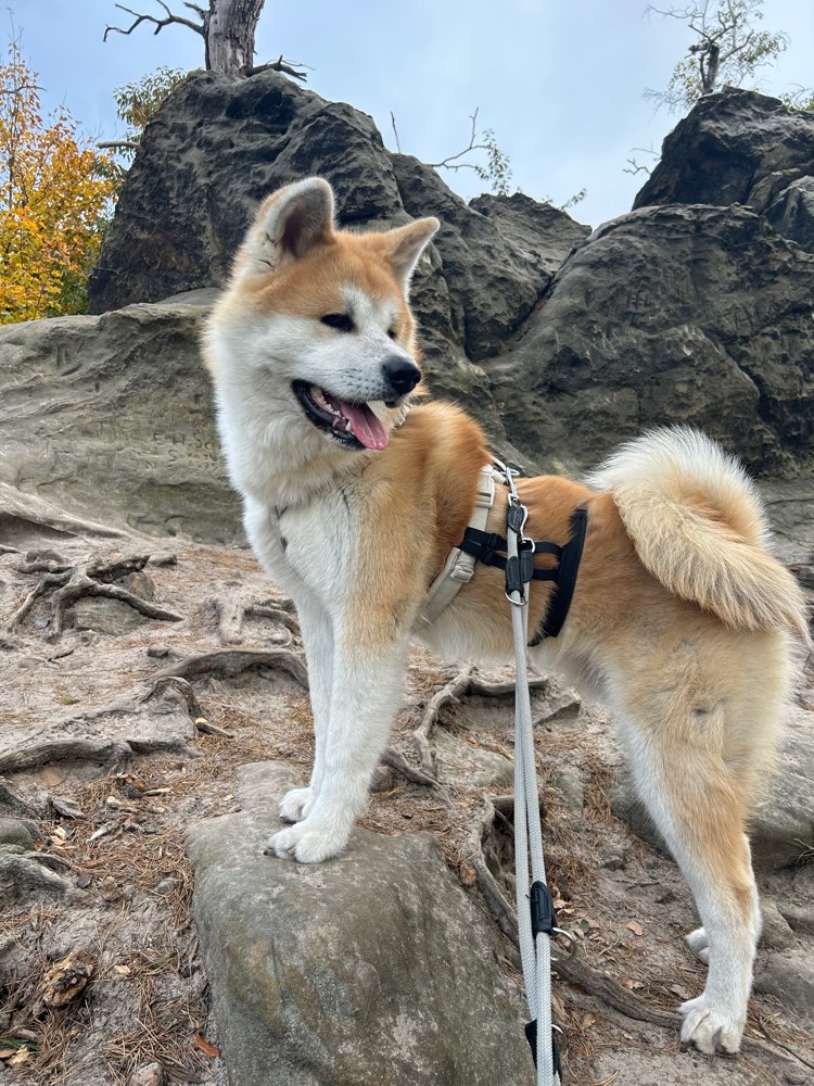 Hundetreffen-Wollen gemeinsam Üben? Suche Trainingspartner für meinen reaktiven Rüden-Profilbild