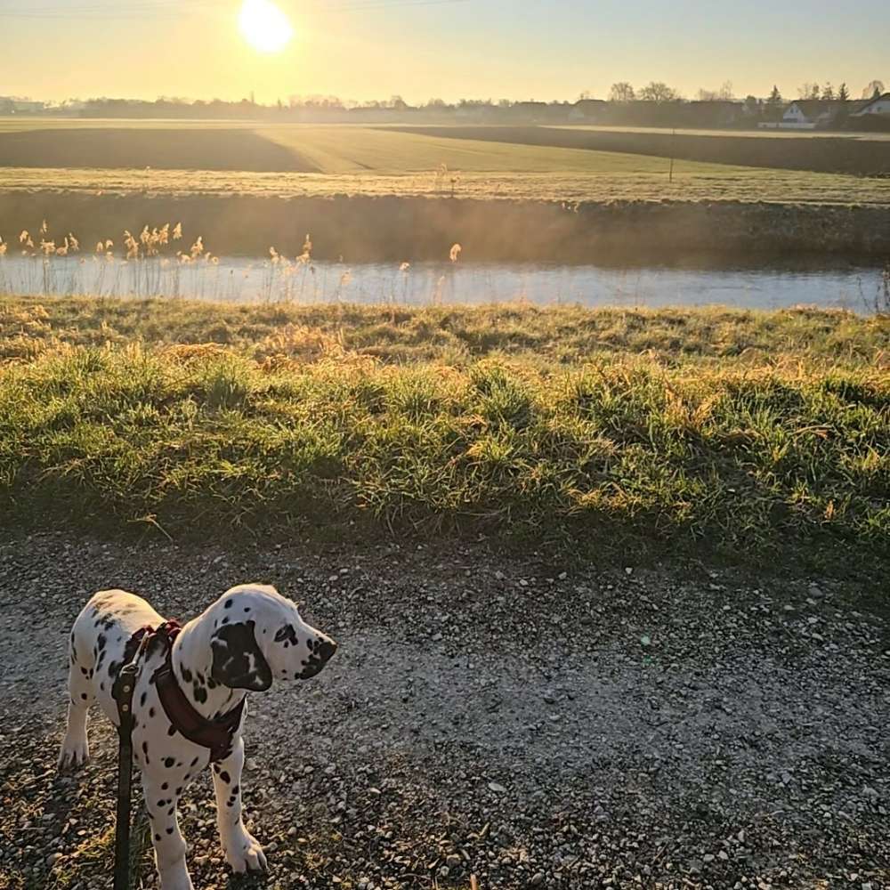 Hundetreffen-Gassi, spielen, toben-Profilbild