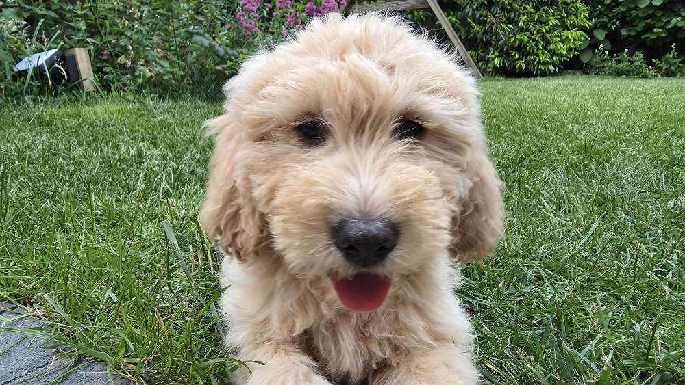Hundetreffen-Welpentreffen Waldpark-Profilbild