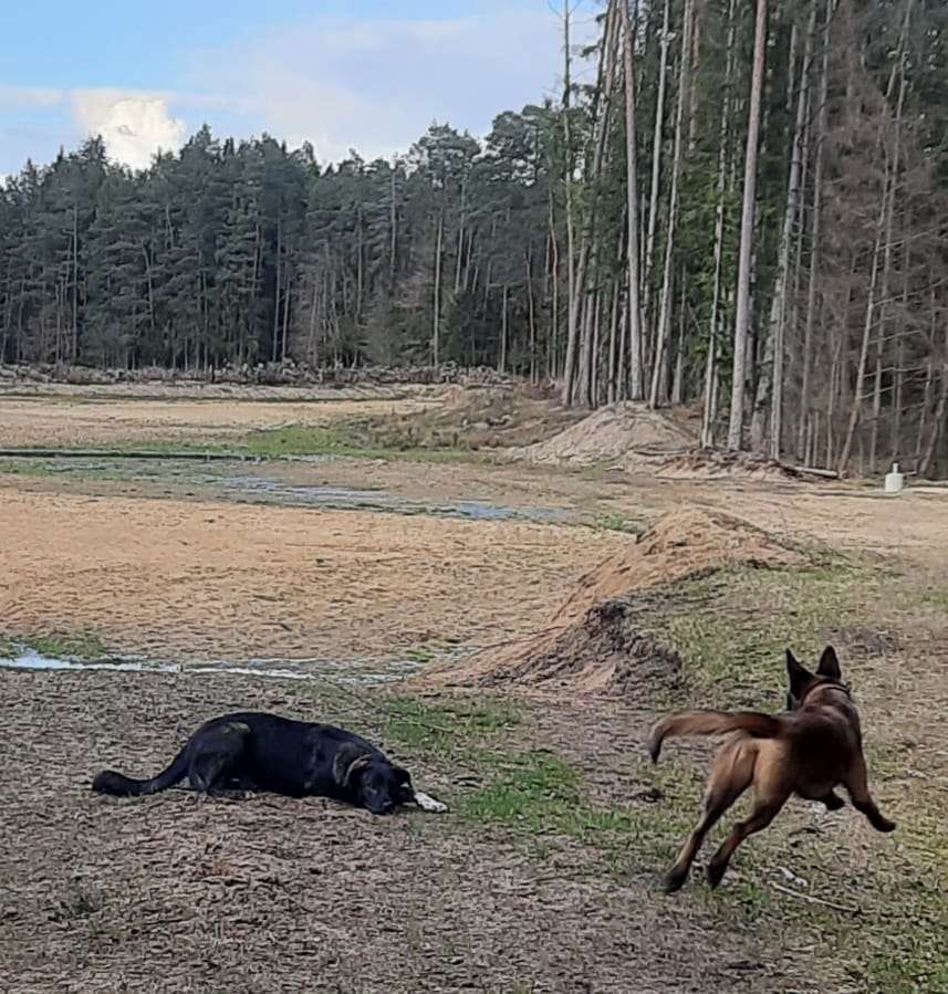 Hundetreffen-Hundetreff Rollhofen Wolfshöhe-Profilbild