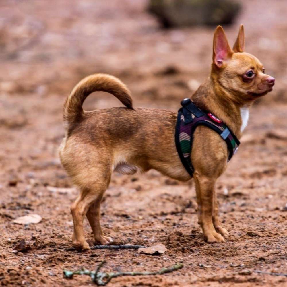 Hundetreffen-Spiel- und Gassirunde-Profilbild