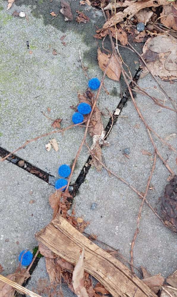 Giftköder-Vermutlich Rattengift-Profilbild