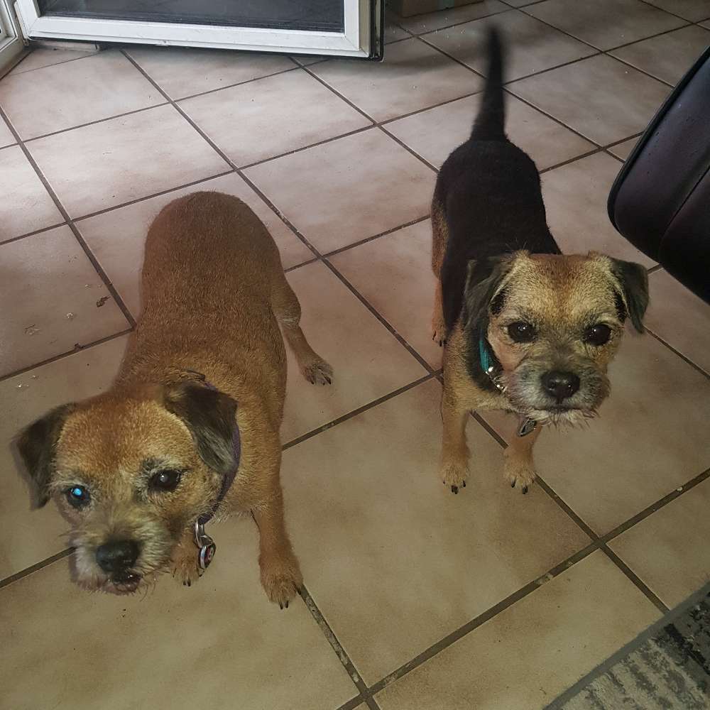 Giftköder-Giftköder-Profilbild