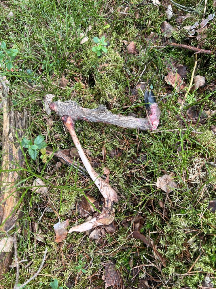 Giftköder-Abgetrenntes Rehbein-Profilbild