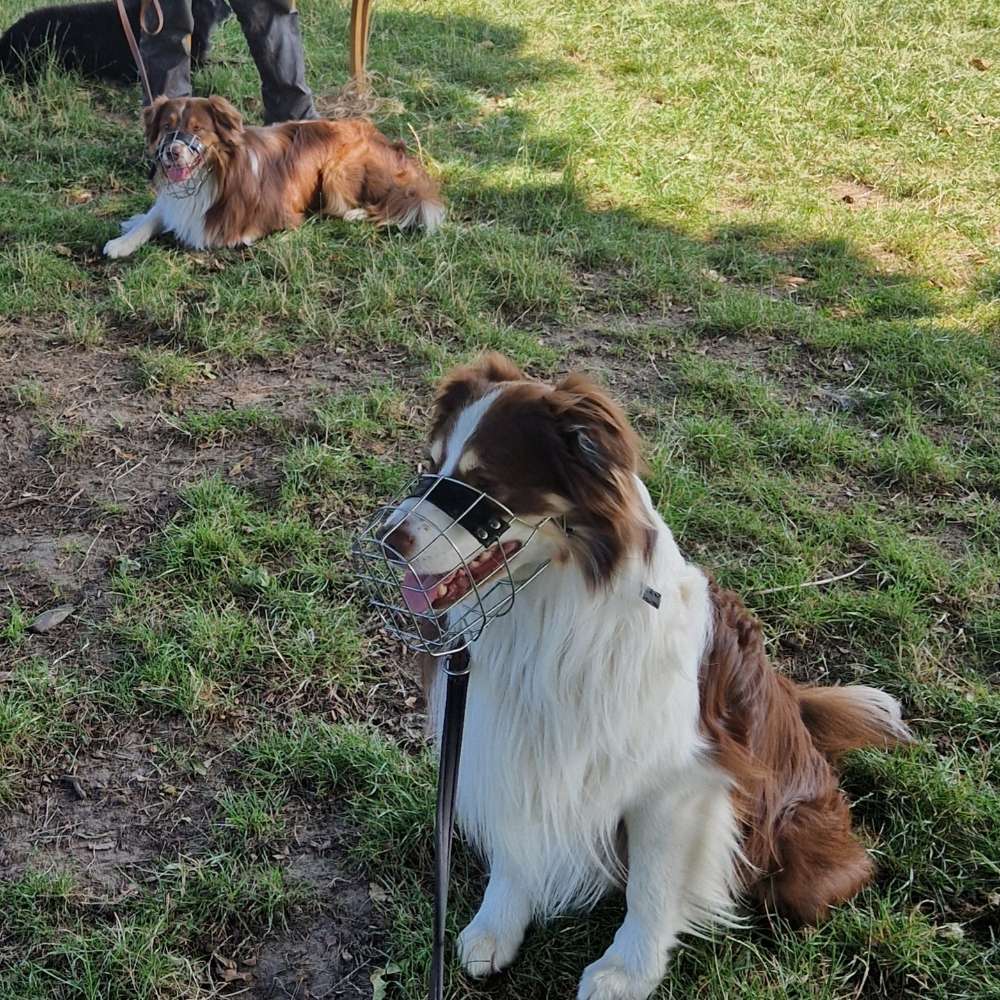 Hundetreffen-Social Walk Gruppe !-Profilbild