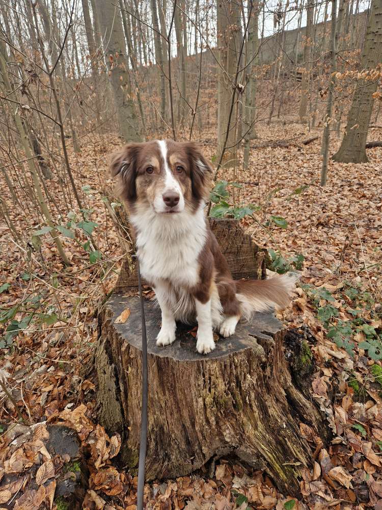 Hundetreffen-Spazierpartner gesucht! Regelmäßig in Hürth-Profilbild