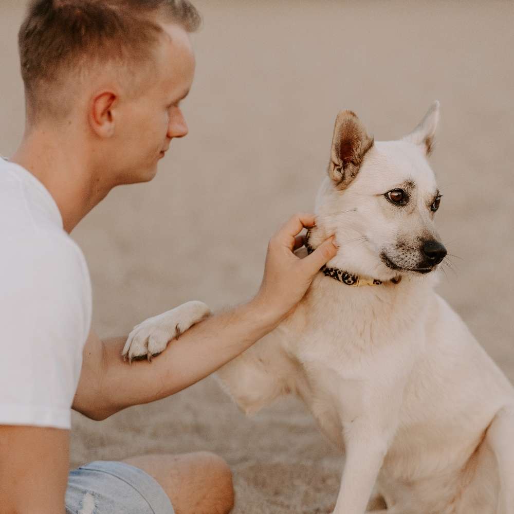 Hundetreffen-Treffen mit Artgenossen-Profilbild