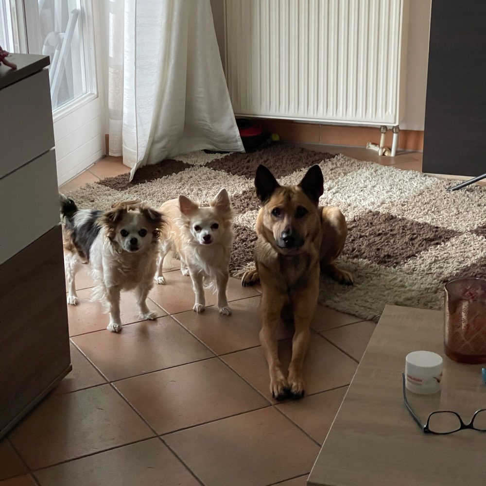 Hundetreffen-Wir suchen Gassi und Spielfreunde-Profilbild
