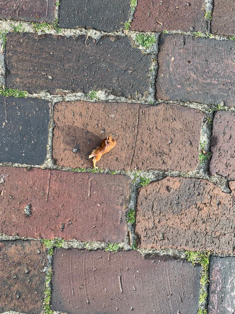 Giftköder-Giftköder-Profilbild