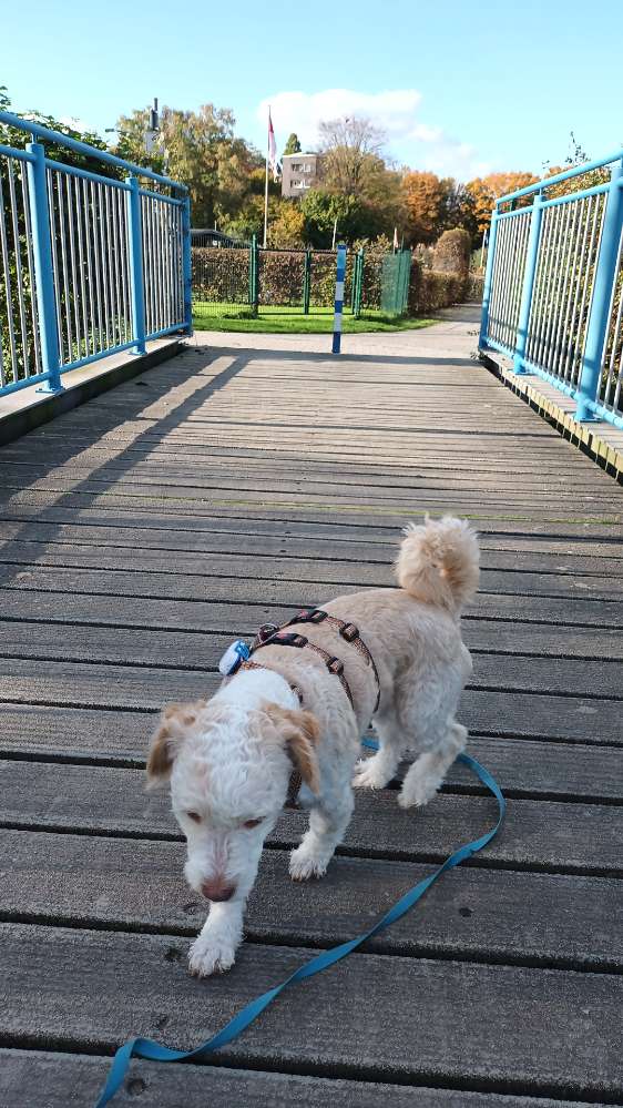 Dein WUF  auf einer Brücke. Banner