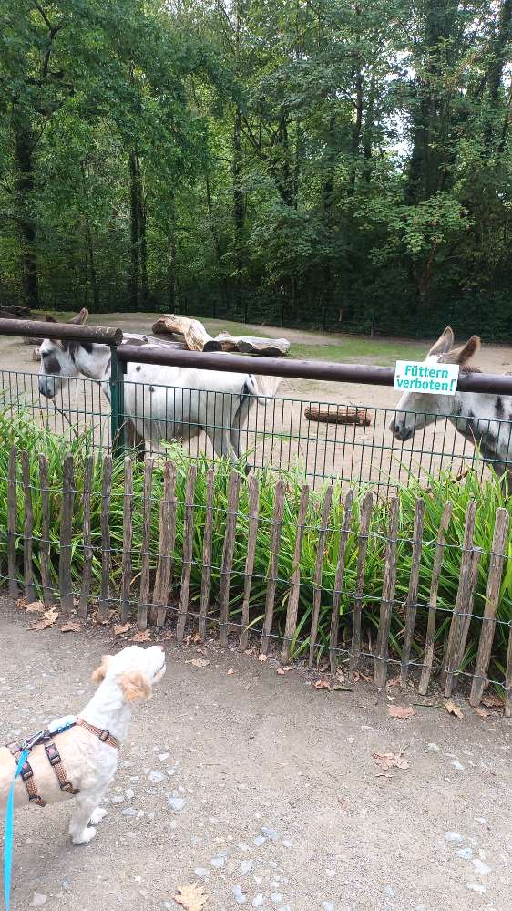 Dein WUF im Zoo oder Tierpark. Banner