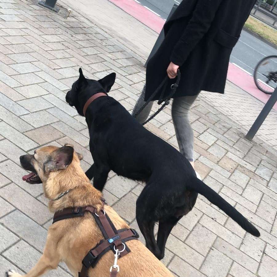 Hundetreffen-Gemeinsame Spaziergänge, im besten Fall Hundekumpels gesucht-Profilbild