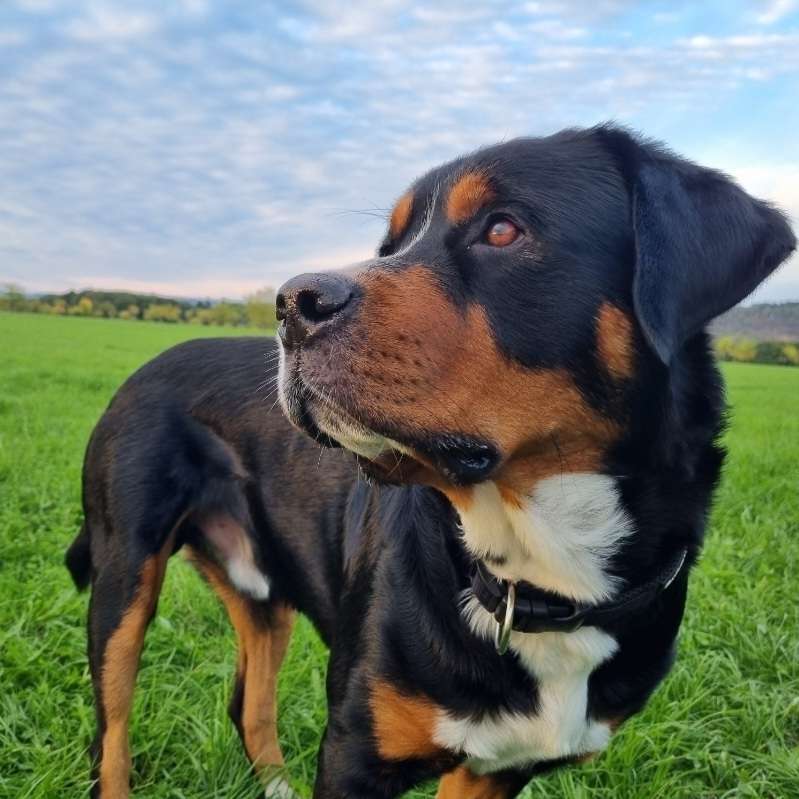 Hundetreffen-Gemeinsane Spaziergänge-Profilbild