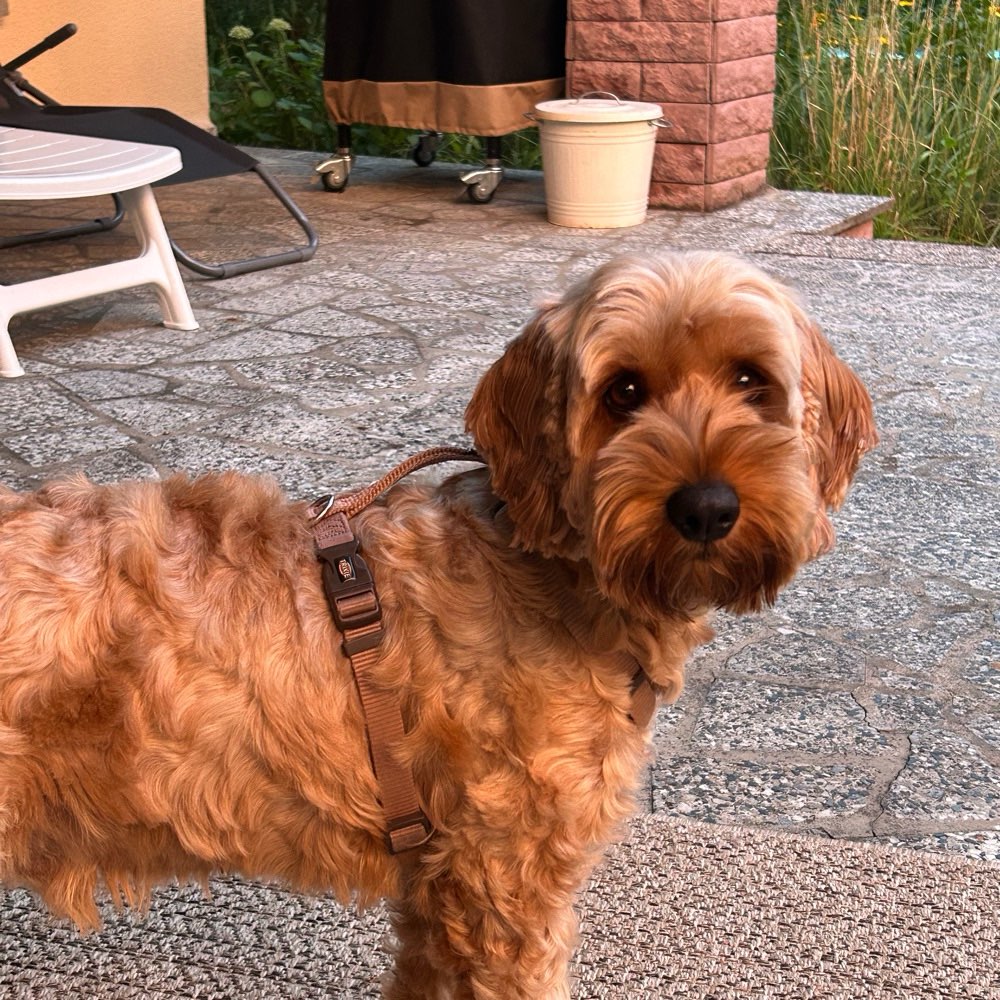 Hundetreffen-Gassi-Freunde für Theo gesucht 🐾-Profilbild
