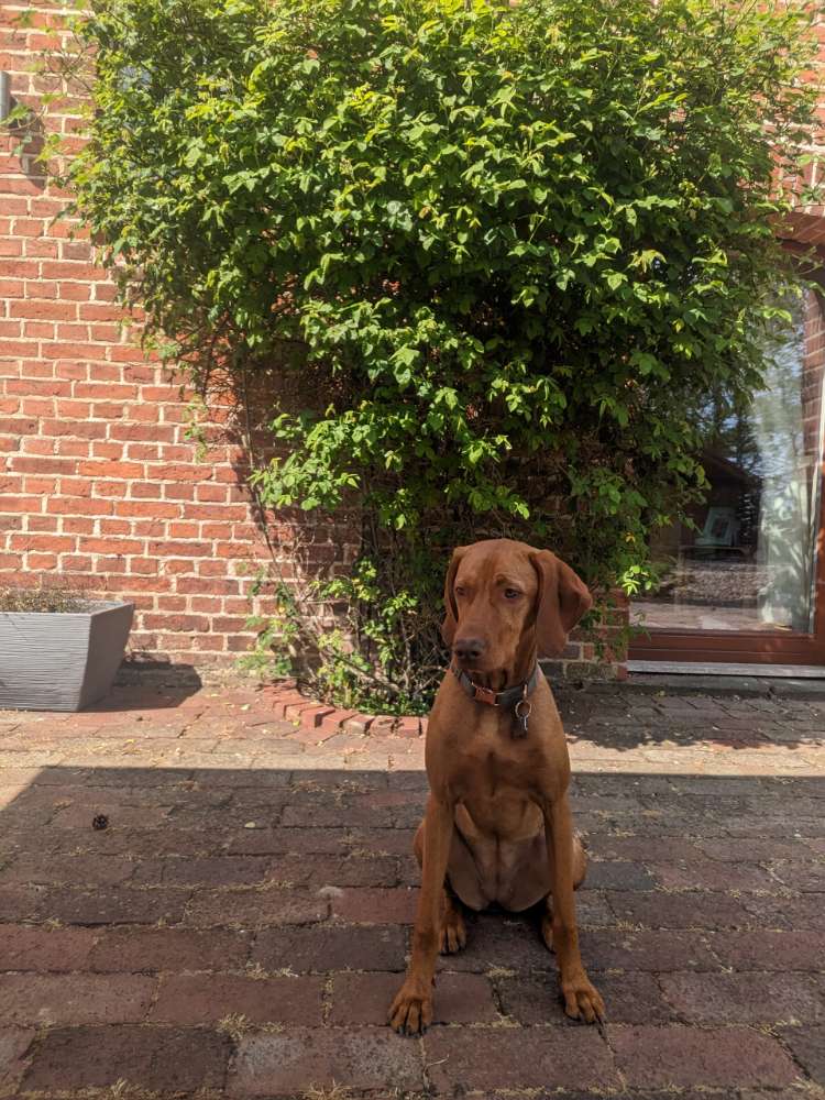 Hundetreffen-Gassigehrunden-Profilbild