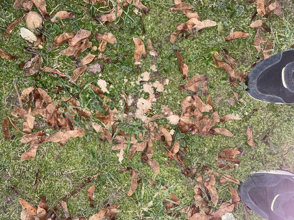 Giftköder-Giftköder Neuruppin-Profilbild