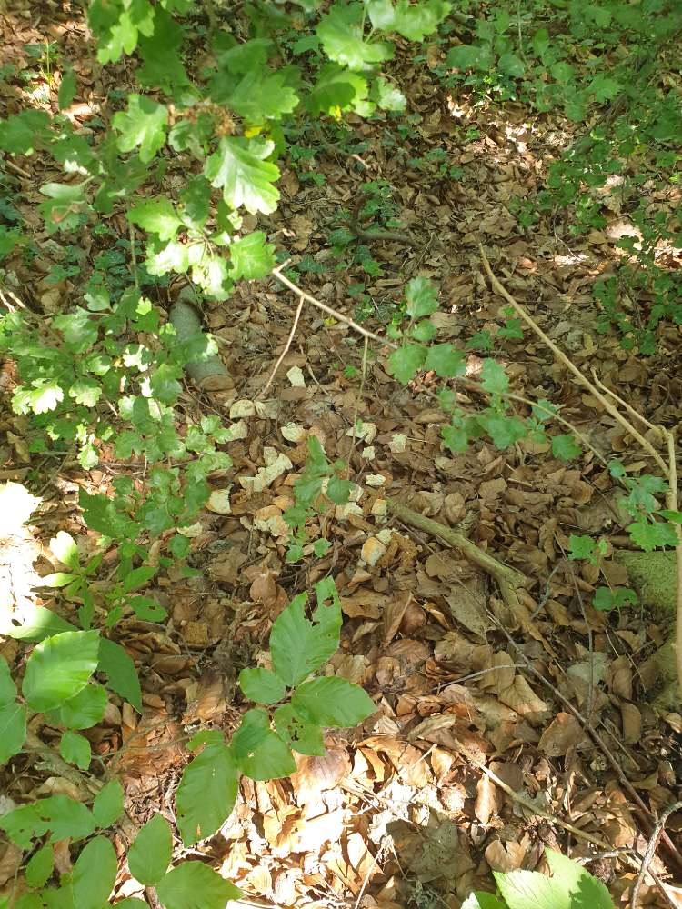 Giftköder-Brot seelhorster wald-Profilbild