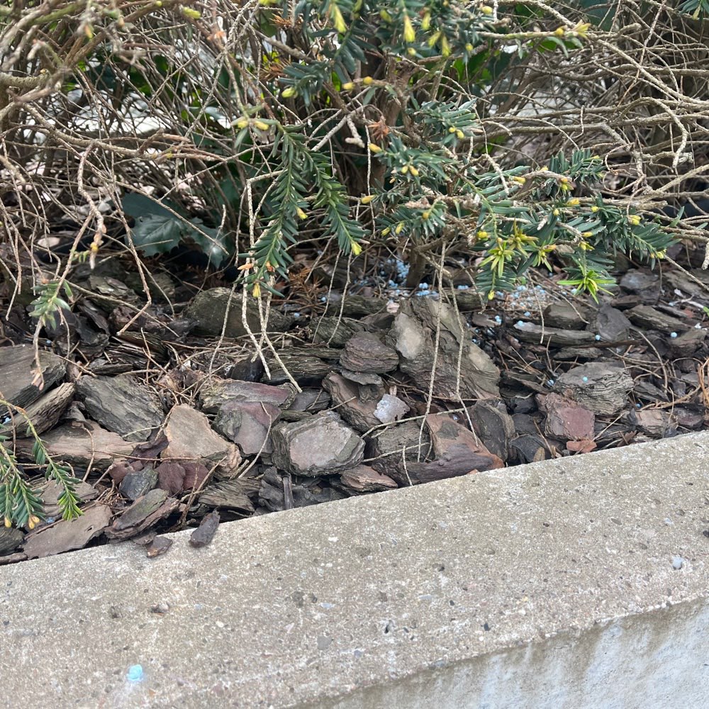 Giftköder-Schneckenkorn-Profilbild