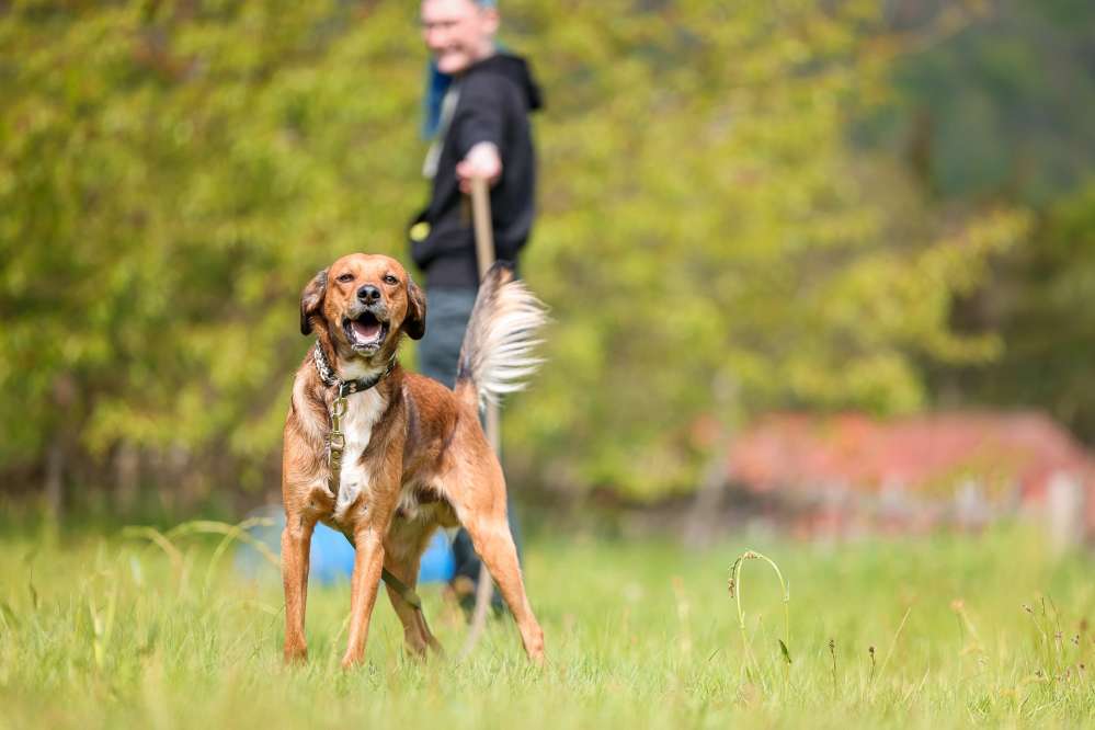 Hundetreffen-Hundekontakt-Profilbild
