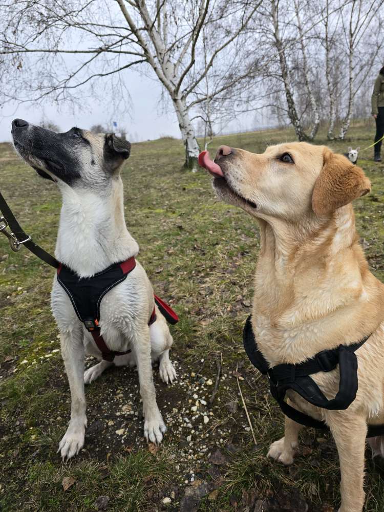 Hundetreffen-Begleiteter Spaziergang der Hundefamilie Sankt Rochus-Profilbild