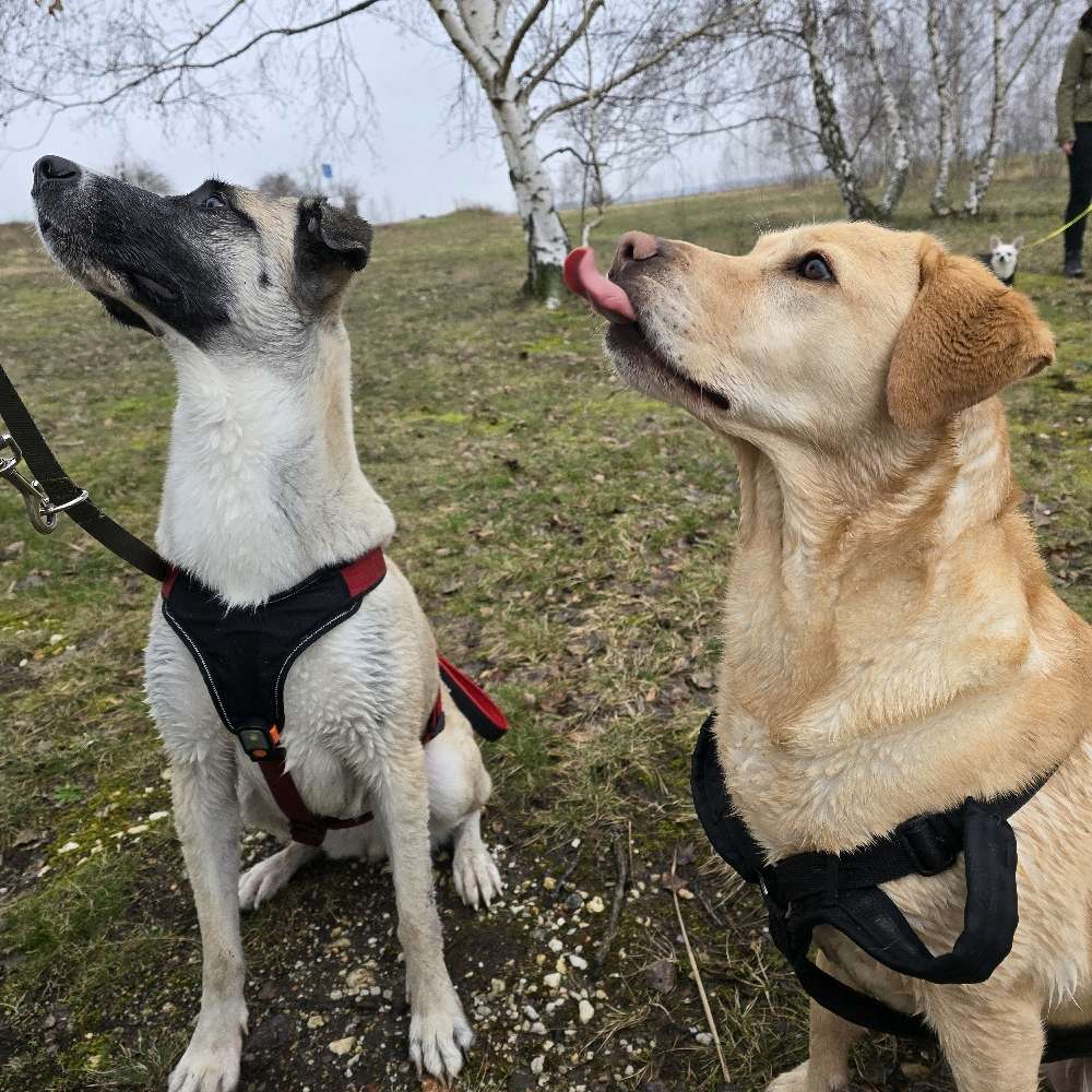 Hundetreffen-Begleiteter Spaziergang der Hundefamilie Sankt Rochus-Profilbild