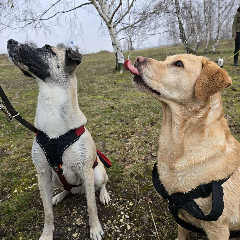 Hundetreffen-Begleiteter Spaziergang der Hundefamilie Sankt Rochus-Profilbild