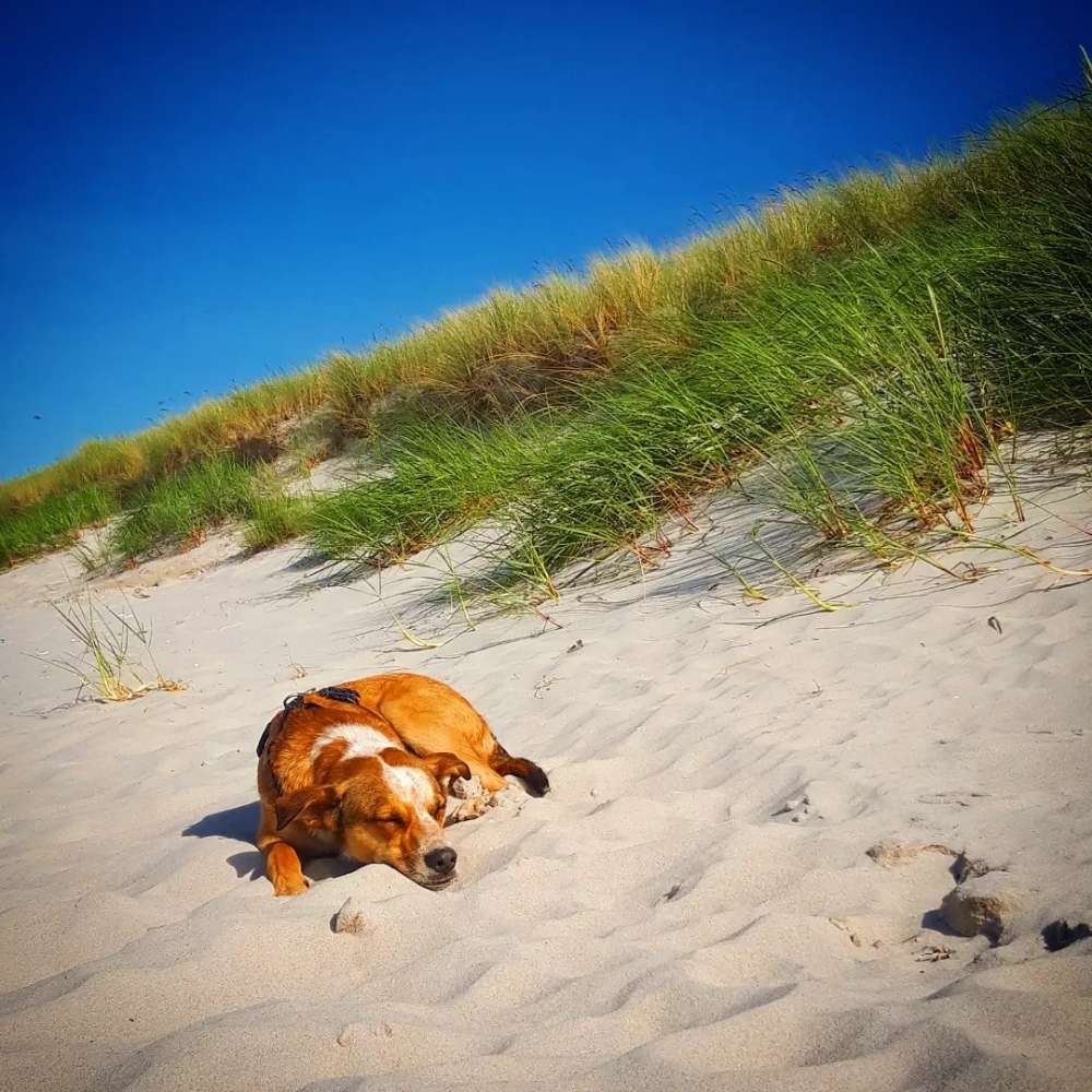Hundetreffen-Spiel, Spaß, und Freude-Profilbild