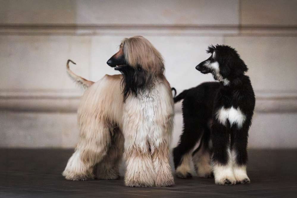 Hundetreffen-Gassi Partner in Selters und der Nähe-Profilbild