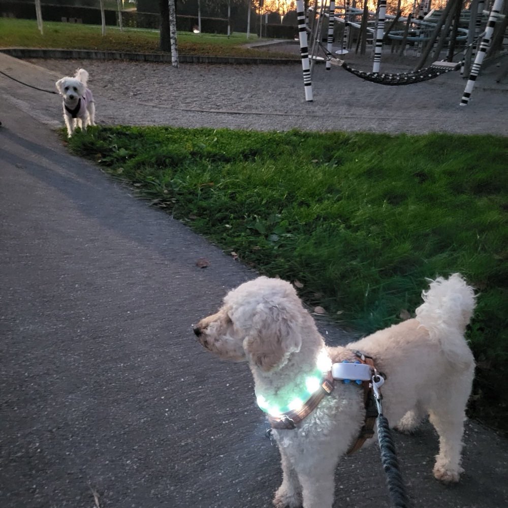 Hundetreffen-Social Walk-Profilbild