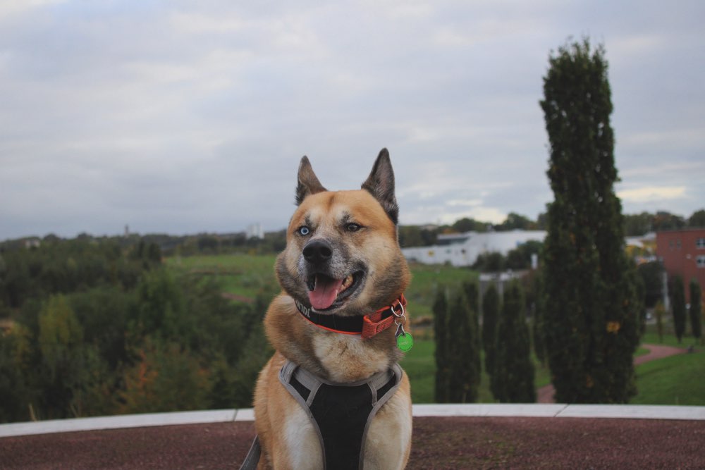 Hundetreffen-Beste Freundin gesucht-Profilbild