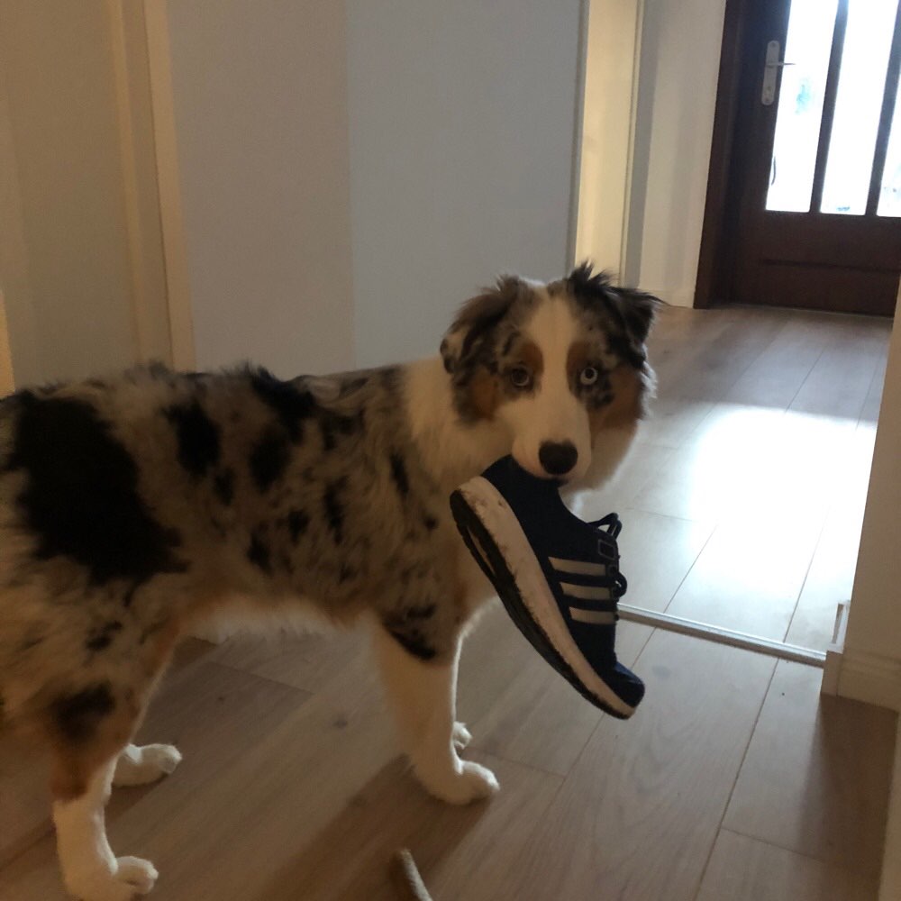 Hundetreffen-Hundetreffen+ spielen-Profilbild