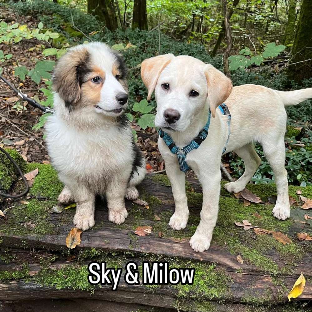 Hundetreffen-Welpentreffen in Saarbrücken-Profilbild