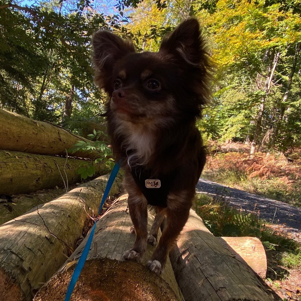 Hundetreffen-Gassirunde (Kleine Hunde) in Andernach-Profilbild