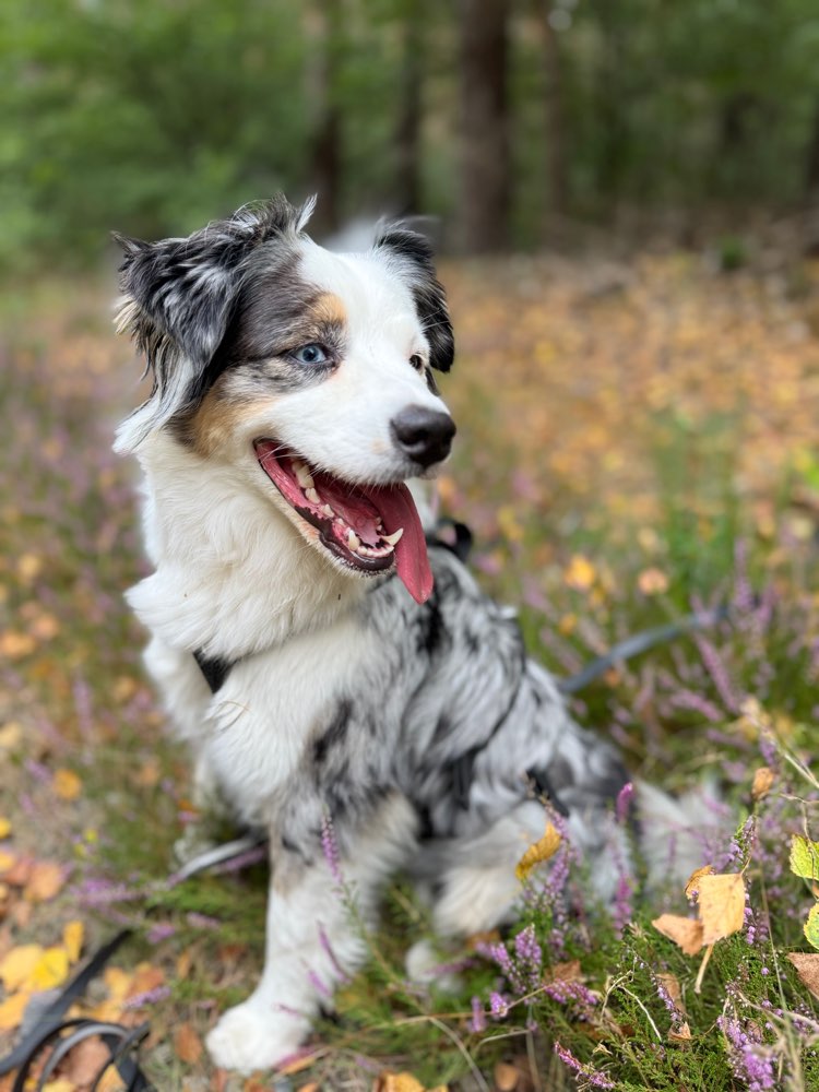Hundetreffen-Freizeit-Treffen Aussie-Profilbild