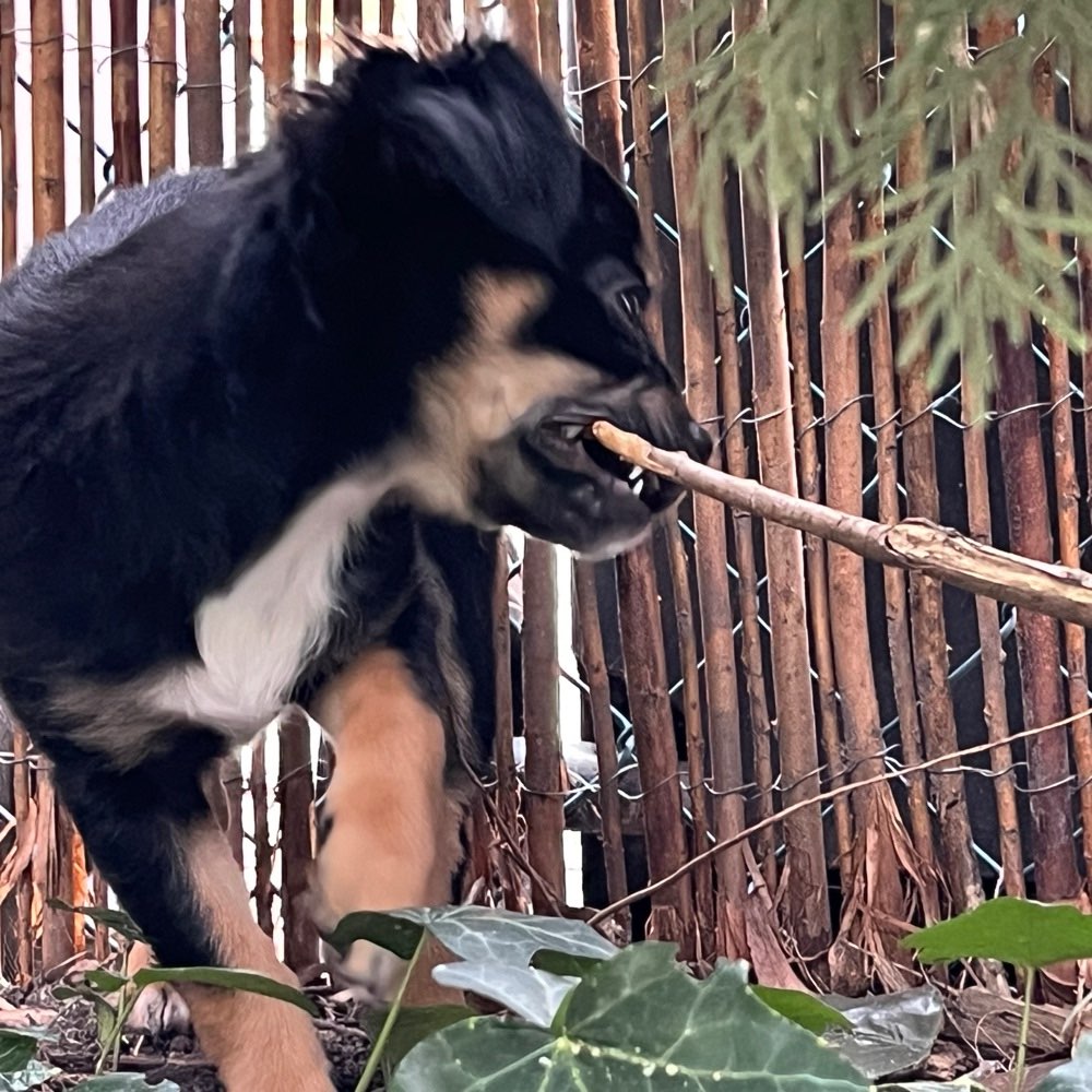 Hundetreffen-Welpentreff „Kleine Hunde“-Profilbild