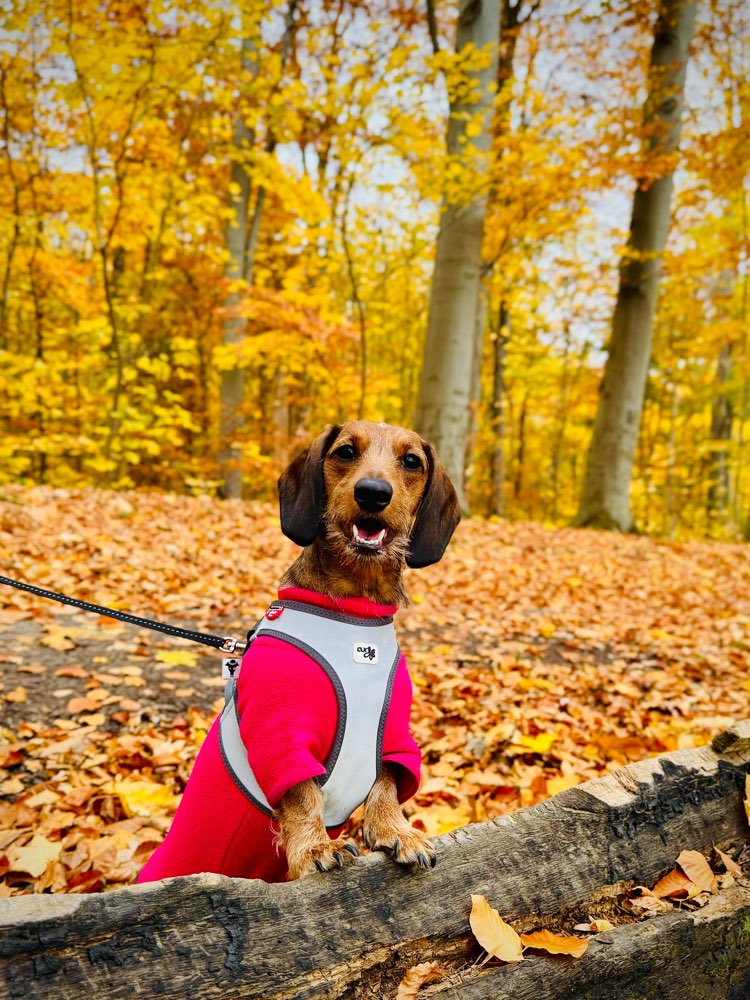 Hundetreffen-Dackel sucht Freunde zum toben und spazieren gehen-Profilbild