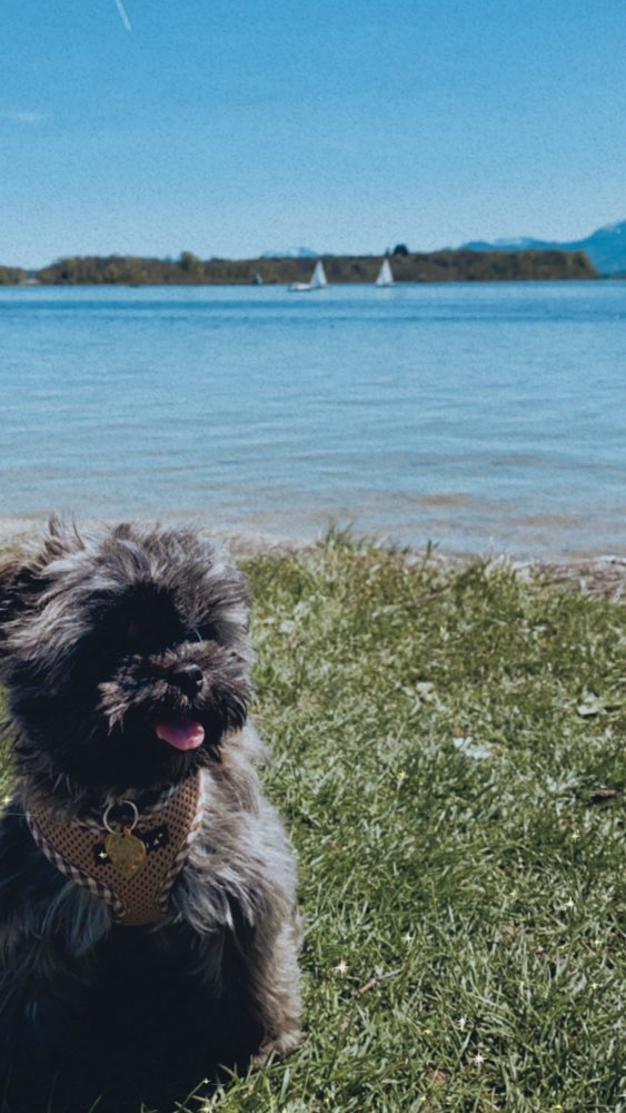 Hundetreffen-Hundetreffen 🐶-Profilbild