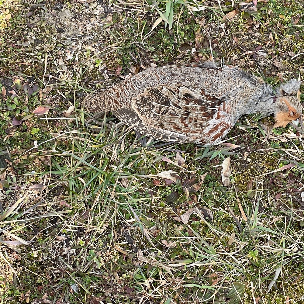 Giftköder-Totes Fasanen weibchen-Profilbild