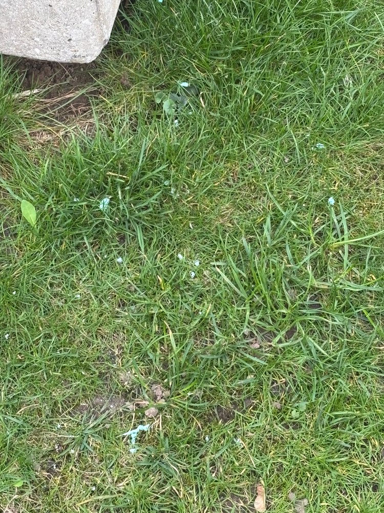 Giftköder-Blaues Zeug, womöglich Gift-Profilbild