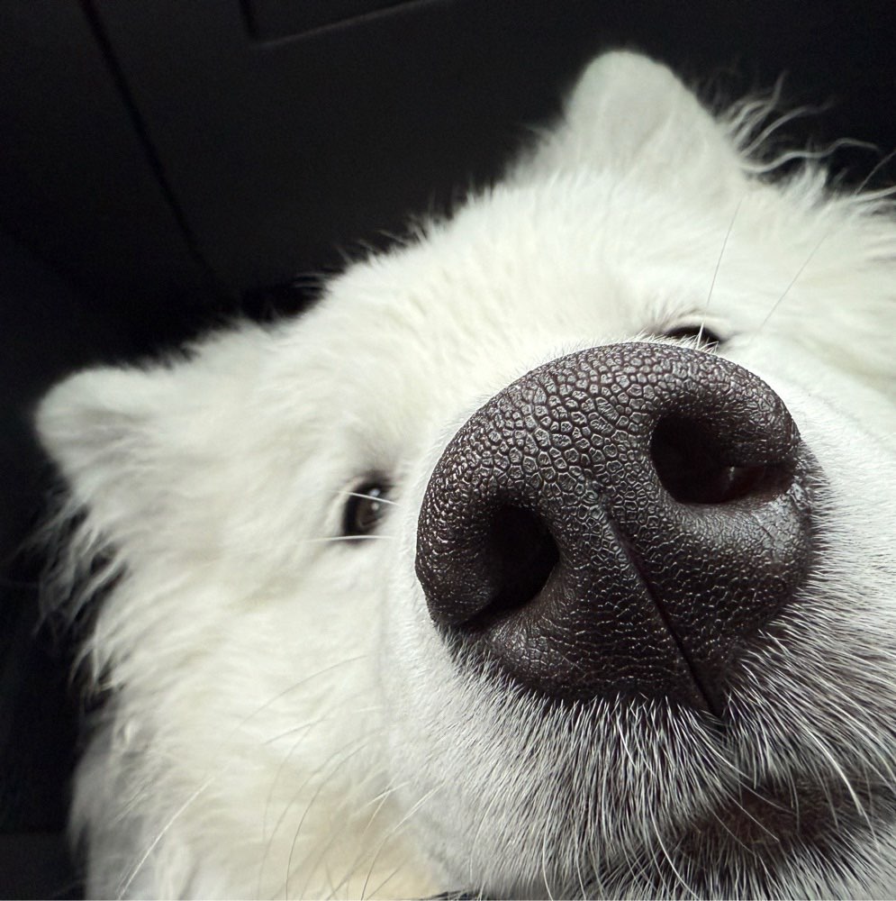 Hundetreffen-Mochi Spielenzeit-Profilbild