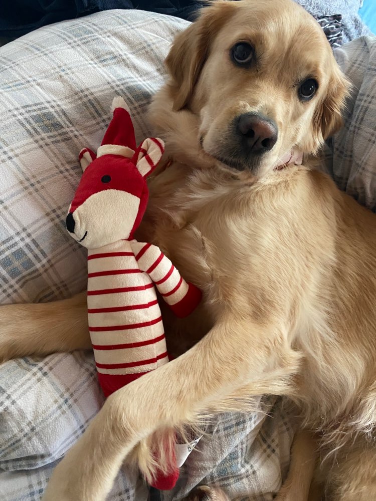 Hundetreffen-Gassi Runde-Profilbild