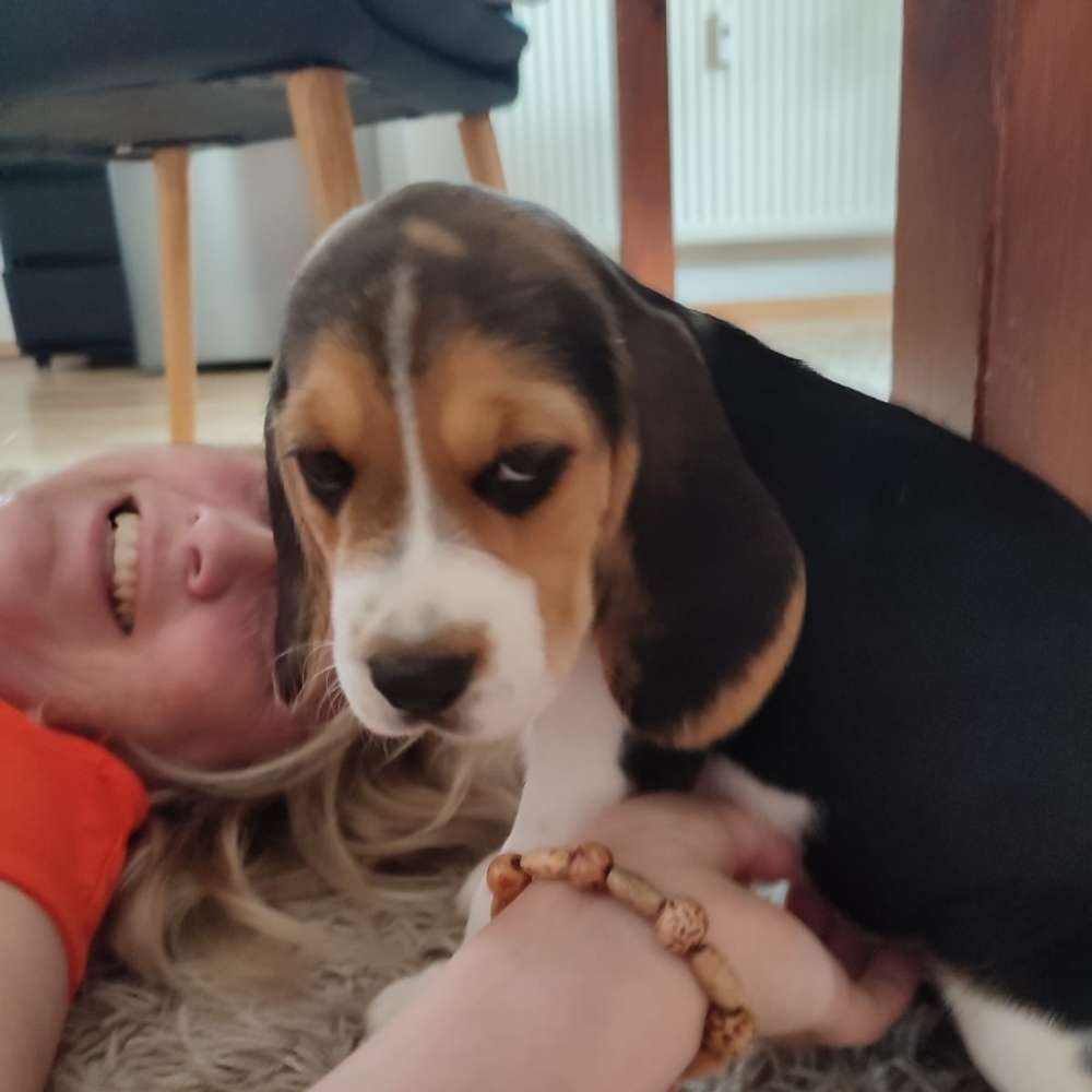 Hundetreffen-Lucy sucht Spielkameraden-Profilbild