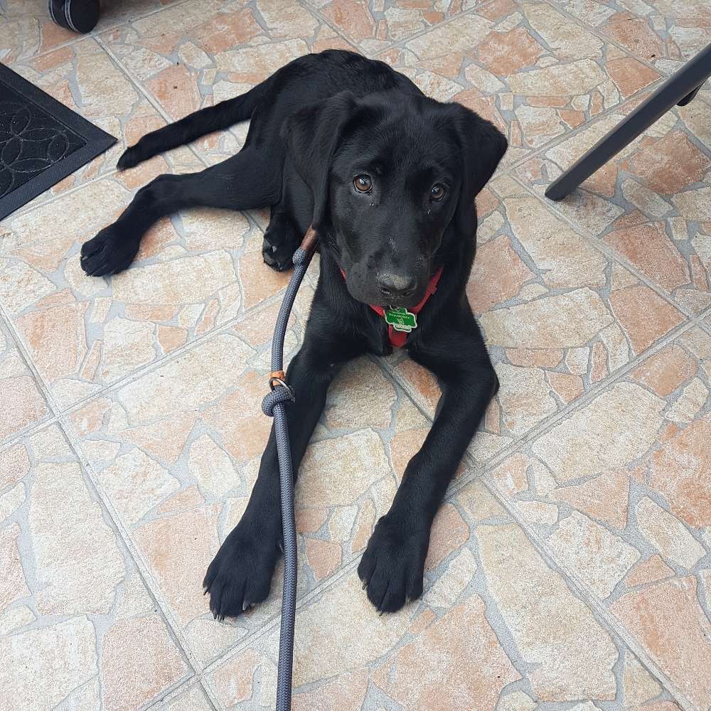 Hundetreffen-Wir suchen Spielpartner auch um gemeinsam zu üben-Profilbild