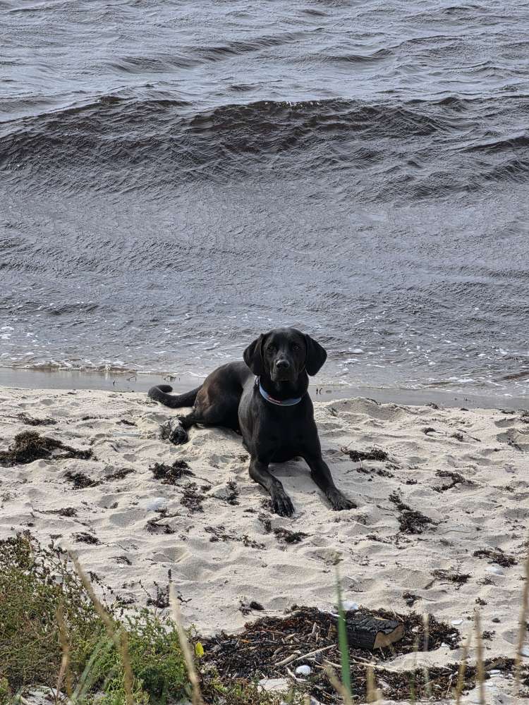 Hundetreffen-Jogging- & Canicross-Partner im Raum Greifswald gesucht-Profilbild