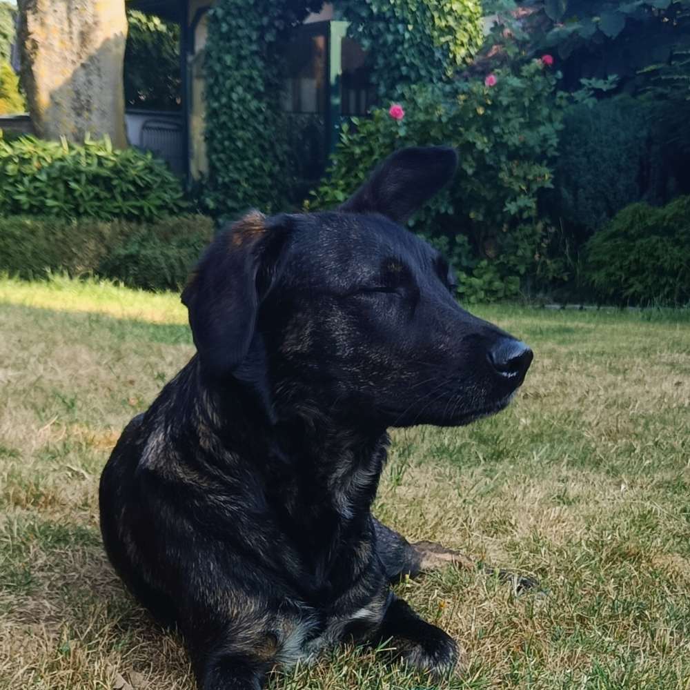 Dein die Natur genießender Hund 🌳🌬️ Banner
