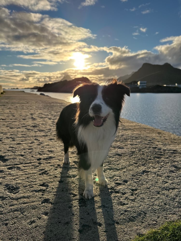 Hundetreffen-Hund-Hund Kommunikation-Profilbild