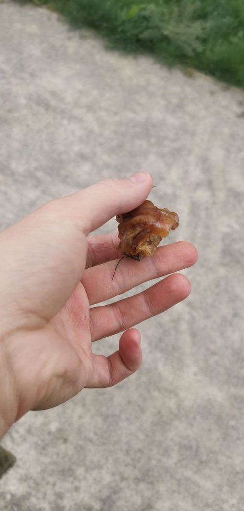 Giftköder-Achtung Giftköder-Profilbild