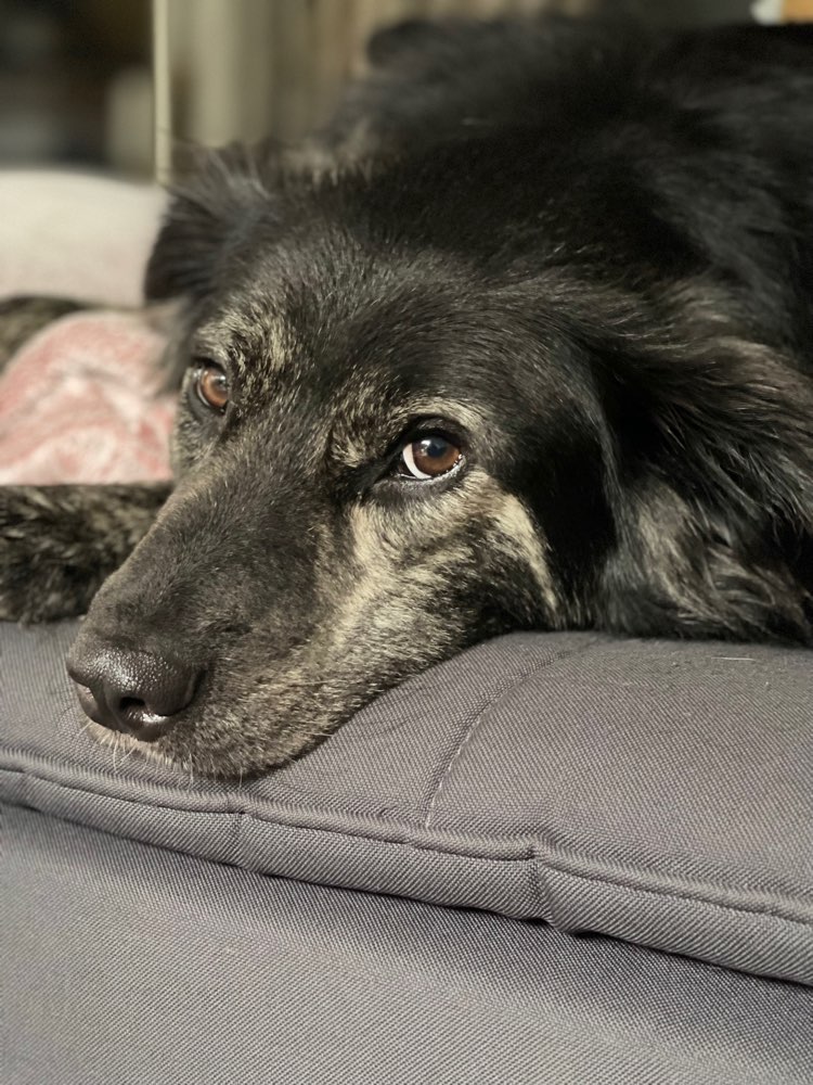 Hundetreffen-Gemeinsame Spaziergänge im Schicksbaum - gerne auch mal außerhalb-Profilbild