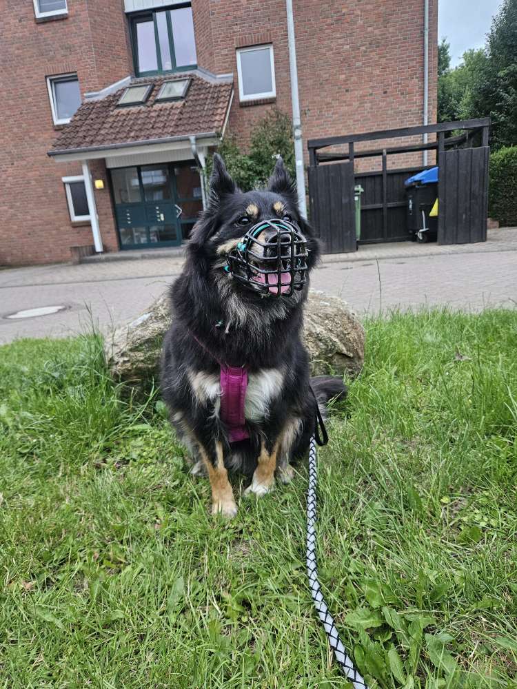 Hundetreffen-Suchen Trainings Partner in kaltenkirchen-Profilbild