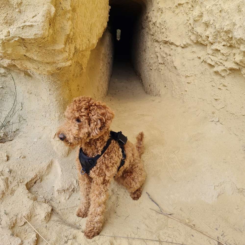 Hundetreffen-Gassirunde im Auwald (Connewitz)-Profilbild